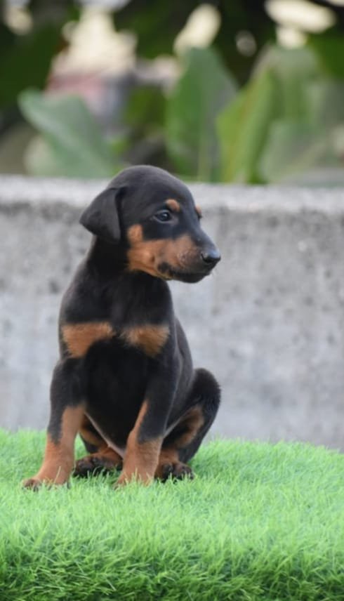 Buy Vaccinated  Doberman Puppy from Chennai
